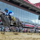 Sandman horse walking towards the gate before the Preakness Stakes
